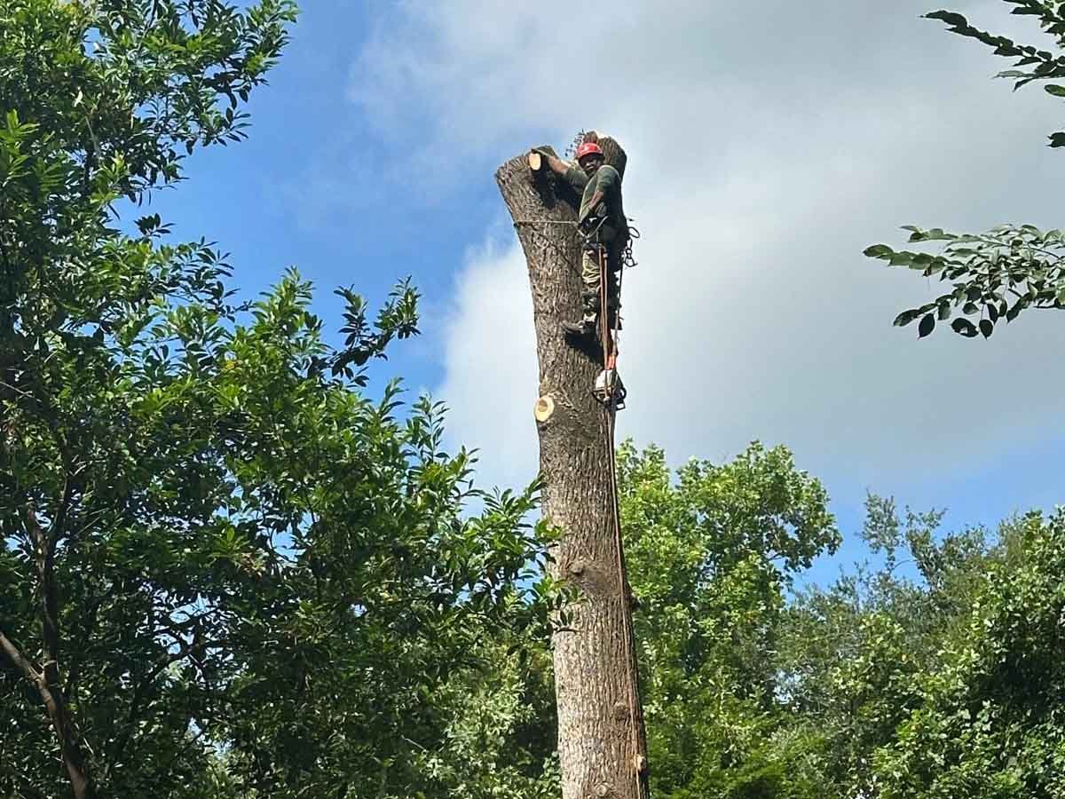 El Costeño Tree Service LLC